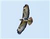 Buzzard