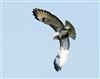 Buzzard