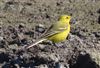 Yellow Wagtail