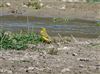 Yellow Wagtail