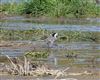 White Wagtail