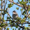Whitethroat