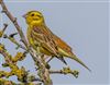 Yellowhammer