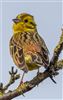Yellowhammer