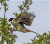Reed Bunting