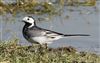 Pied Wagtail