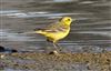 Yellow Wagtail