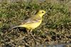 Yellow Wagtail