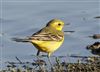 Yellow Wagtail