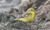 Yellow Wagtail