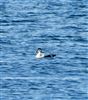 Eider