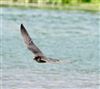 Hobby