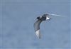 Black Tern