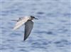 Black Tern