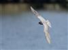 Black Tern