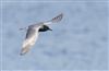 Black Tern
