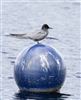 Black Tern