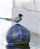 Black Tern