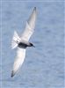 Black Tern