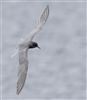 Black Tern