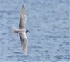 Black Tern