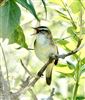 Sedge Warbler