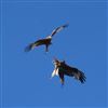 Red Kite