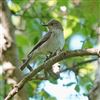 Spotted Flycatcher