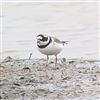 Ringed Plover