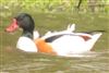 Shelduck