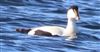 Eider