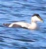 Eider
