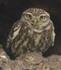Little Owl