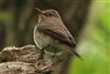 Spotted Flycatcher