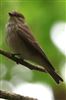 Spotted Flycatcher