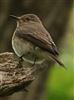 Spotted Flycatcher