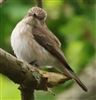 Spotted Flycatcher