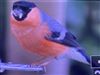 Bullfinch