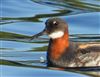 Red-necked Phalarope