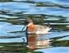 Red-necked Phalarope