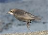 Starling
