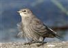 Starling