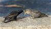 Starling