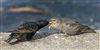 Starling