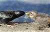 Starling