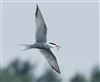 Common Tern
