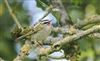Firecrest