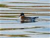 Red-necked Phalarope