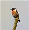 Stonechat