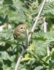 Chiffchaff